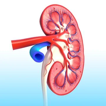 Anatomy of kidney cross section with names Stock Illustration