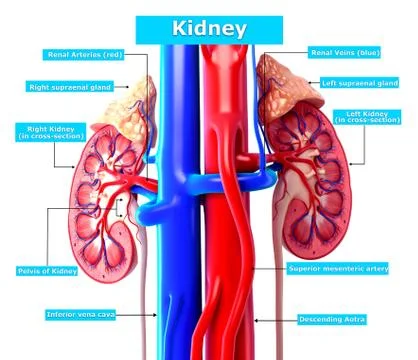 Anatomy of Kidney cut section Stock-Illustration