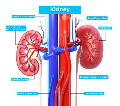 Anatomy of Kidney cut section Stock Illustration