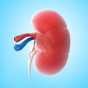 Anatomy of Kidney Ilustração Stock