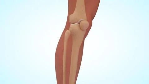 Anatomy of knee joint bones 3d illustration Stockillustratie