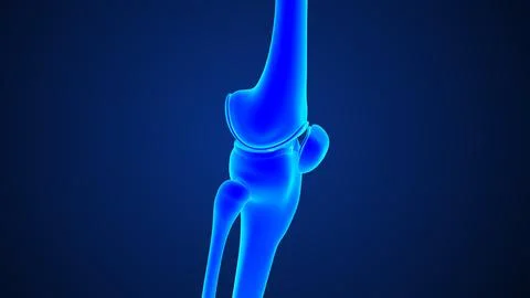 Anatomy of knee joint bones lateral view 3d illustration Stockillustratie