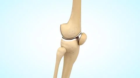 Anatomy of knee joint bones lateral view 3d illustration Illustrazione stock