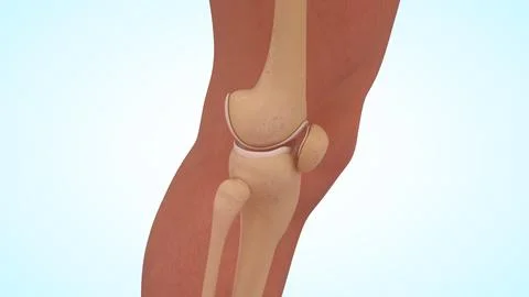 Anatomy of knee joint bones lateral view 3d illustration Stock Illustration