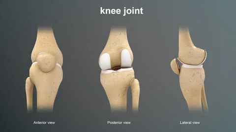 Anatomy of knee joint bones three views 3d illustration Stock Illustration