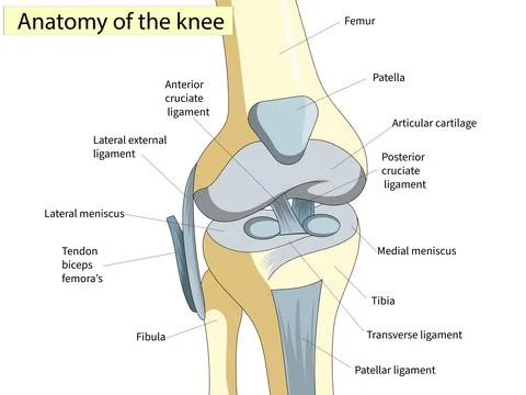 Anatomy. Knee Joint Cross Section Showing the major parts which made the knee Stock Illustration