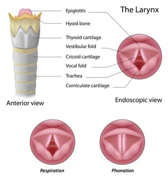 Anatomy of the larynx Stock Illustration