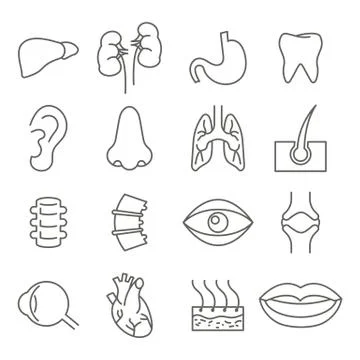Anatomy linear icons for web and applications. Vector graphics. Stock Illustration