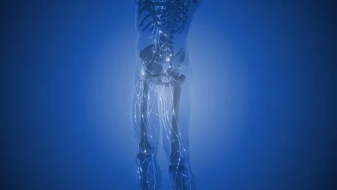Anatomy of the lymphatic system in humans 스톡 동영상 253968551
