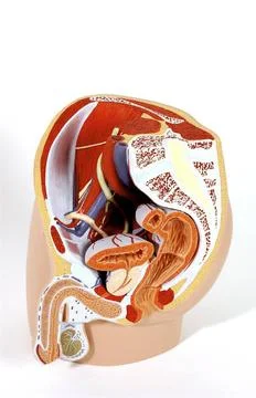  Anatomy, male genitalia Model of the internal anatomy of an adult male pe... Stock Photos