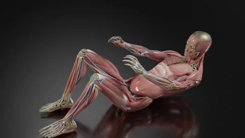 Anatomy of a man doing sit-ups, abs workout, male workout crunches Stock Footage 252201223