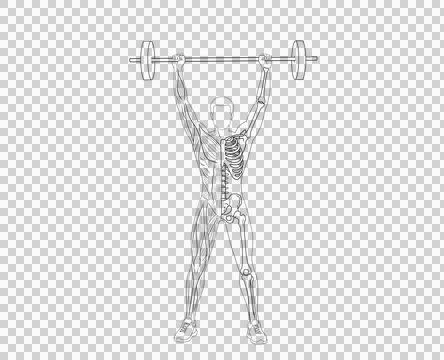 Anatomy of a man showing split views of muscular system and skeletal structure Stock Illustration