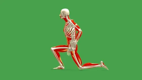 Anatomy Model: Hip Flexor Stretch Exercise (Side View, Chroma) Stock Footage 338240117