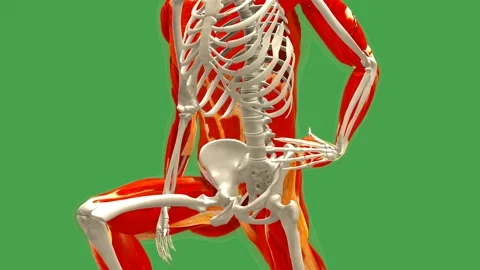 Anatomy Model: Hip Flexor Stretch Exercise (Close-Up, Chroma) 库存影片 338240119