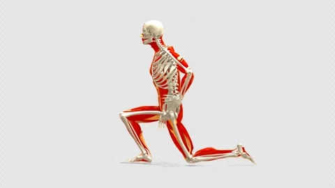 Anatomy Model: Hip Flexor Stretch Exercise (Side View, Alpha) Stock Footage 338331057