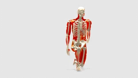 Anatomy Model: Hip Flexor Stretch Exercise (180 Loop, Alpha) 库存影片 338331151