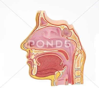 Anatomy model of human head Stock Illustration
