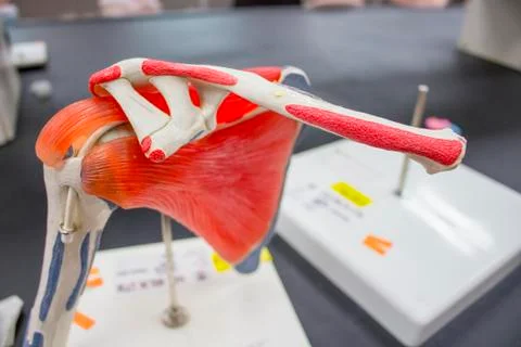 Anatomy model for skeleton upper limb with bones and muscles. Stock Photos