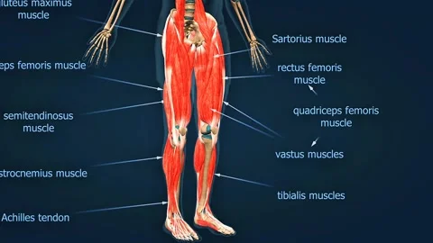 Anatomy of the muscles of the leg Stock Video Pond5