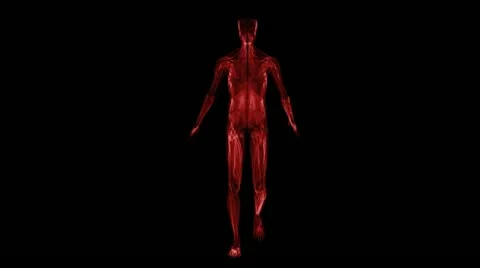 Anatomy: muscules Stock-Footage 21744891