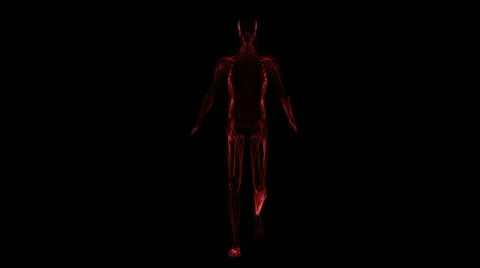 Anatomy: muscules Stock-Footage 21744901