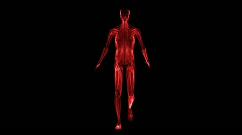 Anatomy: muscules Stock Footage 21744930