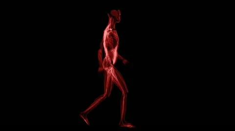 Anatomy: muscules Stock-Footage 21745057