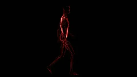 Anatomy: muscules Stock-Footage 21745075