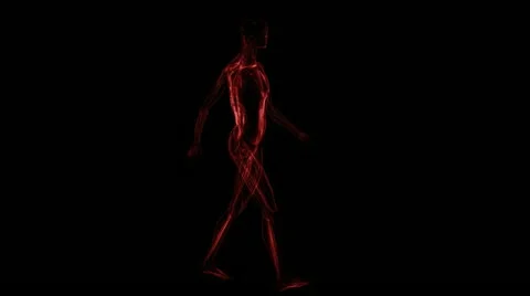 Anatomy: muscules Видео 21773269