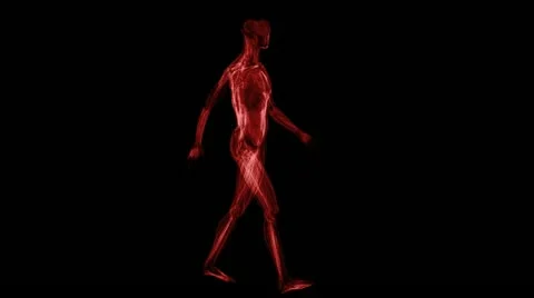 Anatomy: muscules Stock Footage 21773271