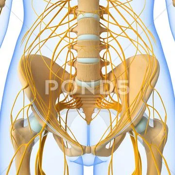 Anatomy of nervous system with pelvic girdle ~ Clip Art #39465823