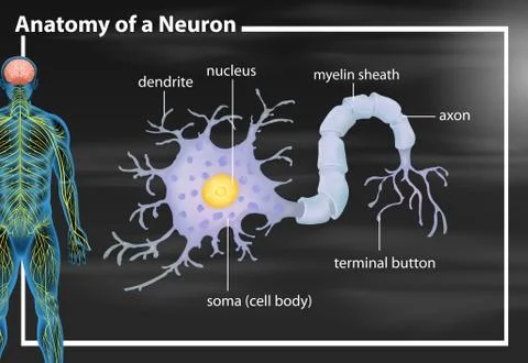Anatomy of a neuron 库存插图