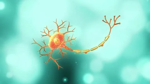 Anatomy of neuron isolated in background.3d illustration Stock Footage 236608122