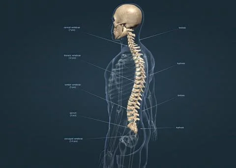 Anatomy of a Normal Spine Stock Illustration