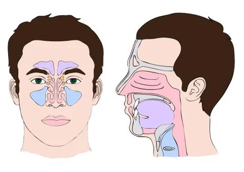 Anatomy nose Stock Illustration