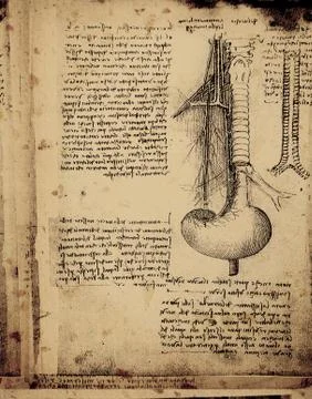 Anatomy Stock Photos