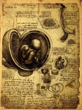 Anatomy Stock Photos