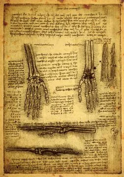 Anatomy Stock Photos