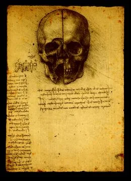 Anatomy Stock Photos