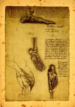 Anatomy Фото