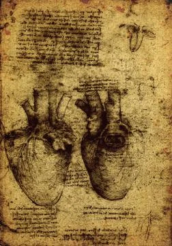 Anatomy Stock Photos