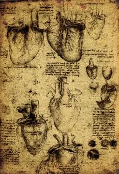 Anatomy Stock Photos