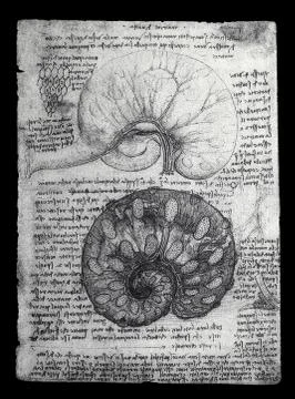 Anatomy Stockfoto's