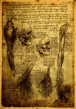 Anatomy Фото