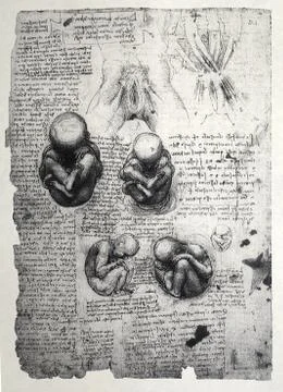 Anatomy Stock Photos