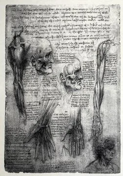 Anatomy Stock Photos