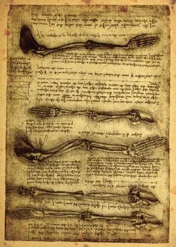 Anatomy Stock Photos