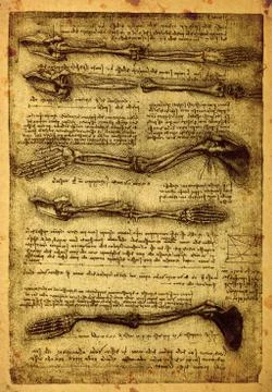 Anatomy Stock Photos