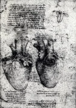 Anatomy Stock Photos