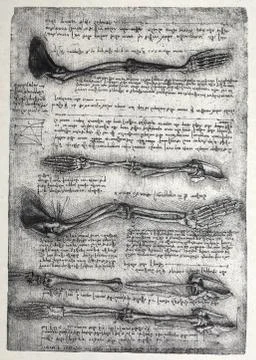 Anatomy Stock Photos
